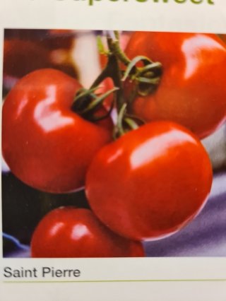 Tomate St Pierre Godet de 8cm